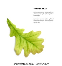 Vector isolated oak leaf on the white background with place for text
