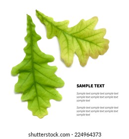 Vector isolated oak leaves on the white background with place for text