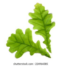 Vector isolated oak leaves on the white background