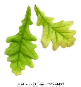Vector isolated oak leaves on the white background.