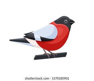 Vector Isolated object of bullfinch bird in flat style isolated on background