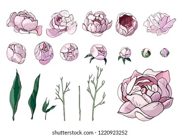 Vector isolated objects with peonies. Twigs, leaves, stalks of flowers. Gentle set with black contours. A set of beautiful peonies. Floral romantic elements.