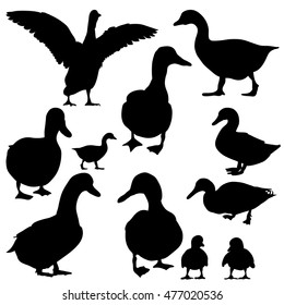 vector, isolated on white background silhouette of goose, duck, set