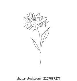 Vector isolated one camomile flower colorless black and white contour one single line easy drawing