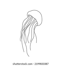 Vector isolated one floating jellyfish with long tentacles colorless black and white contour line easy drawing