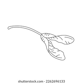 Vector isolated one simple double sycamore seed with twig colorless black and white contour line easy drawing