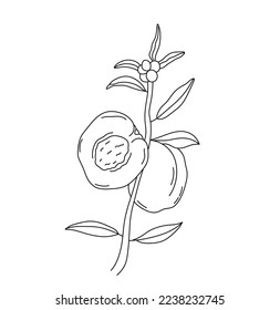 Vector isolated one simple minimal abricot peach plum fruit branch with leaves tree colorless black and white contour line easy drawing