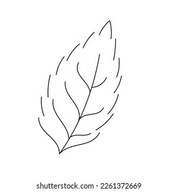 Vector isolated one simple minimal leaf with veins colorless black and white contour line easy drawing