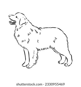 Vector isolated one single Australian Shepherd dog head black and white bw two colors silhouette. Template for laser engraving or stencil