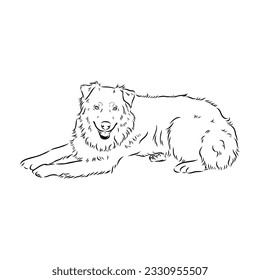 Vector isolated one single Australian Shepherd dog head black and white bw two colors silhouette. Template for laser engraving or stencil