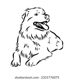 Vector isolated one single Australian Shepherd dog head black and white bw two colors silhouette. Template for laser engraving or stencil