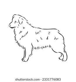 Vector isolated one single Australian Shepherd dog head black and white bw two colors silhouette. Template for laser engraving or stencil