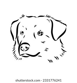 Vector isolated one single Australian Shepherd dog head black and white bw two colors silhouette. Template for laser engraving or stencil