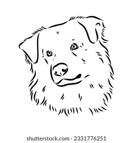Vector isolated one single Australian Shepherd dog head black and white bw two colors silhouette. Template for laser engraving or stencil