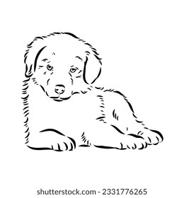 Vector isolated one single Australian Shepherd dog head black and white bw two colors silhouette. Template for laser engraving or stencil