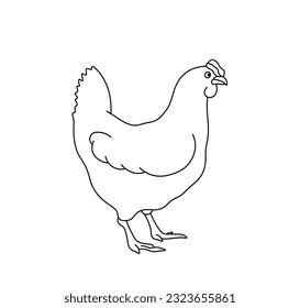 Vector isolated one single chicken hen fowl bird standing side view colorless black and white contour line easy drawing