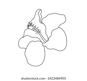 Vector isolated one single hibiscus flower colorless black and white contour line easy drawing