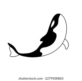 Vector isolated one single killer whale swimming up colorless black and white contour line easy drawing