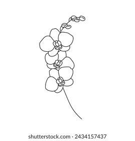 Vector isolated one single orchid branch with flowers and buds colorless black and white contour line easy drawing	