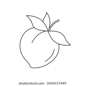 Vector isolated one single peach or plum or abricot fruit with leaves colorless black and white contour line easy drawing	
