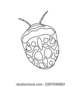 Vector isolated one single realistic bedbug bug beetle top view colorless black and white contour line easy drawing