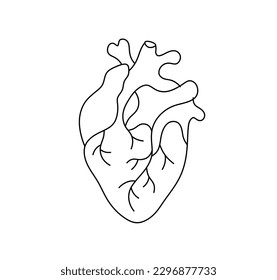 Vector isolated one single realistic human heart organ with veins and vessels colorless black and white contour line easy drawing