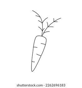 Vector isolated one single simple minimal carrot with tops colorless black and white contour line easy drawing