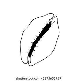 Vector isolated one single simplest cypraea sea snail shell cowries marine gastropod mollusk colorless black and white contour line easy drawing