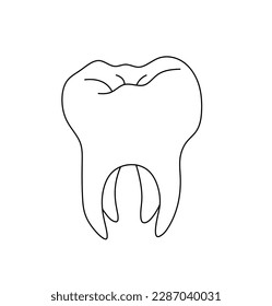 Vector isolated one single simplest molar tooth with four roots colorless black and white contour line easy drawing