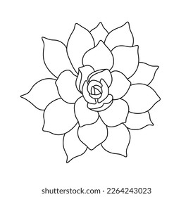 Vector aislado una sola flor de planta suculenta, deja la vista superior incolora línea de contorno negro y blanco fácil dibujo