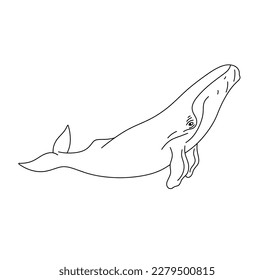 Vector isolated one single swimming whale side view colorless black and white contour line easy drawing
