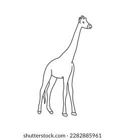 Vector isolated one single tall standing giraffe without spots side view colorless black and white contour line easy drawing