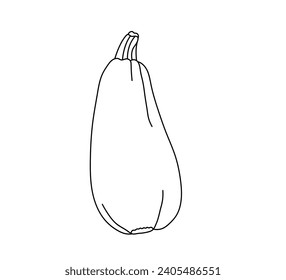 Vector isolated one single zucchini vegetable vertical colorless black and white contour line easy drawing