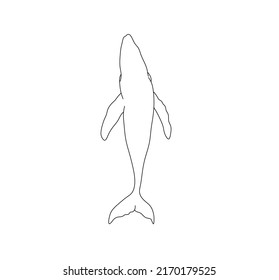 Vector isolated one whale top view or bottom view colorless black and white contour line drawing