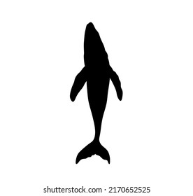 Vector isolated one whale top view or bottom view colorless black outline silhouette stencil