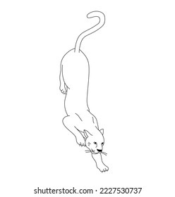 Vector isolated one wild cat  sneaking from top to bottom colorless black and white contour line easy drawing