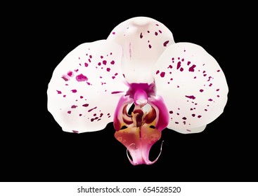 Vector. Isolated orchid flower.Moth orchid hybrid with pink/violet dots, one flower on black background. Vector of moth orchid hybrid with pink/violet dots, isolated flower on black background. Mesh.