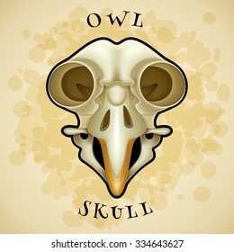 Vector isolated owl skull. Vector Owl Skull. Vector illustration