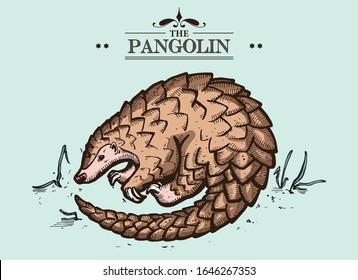 Vector Isolated Pangolin, cute mammal with scales on its body. Endangered species, exotic and weird animal.
Hand drawn illustration - line art and vintage colours - with property release.