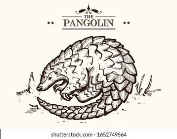 Vector Isolated Pangolin, on old paper. Hand drawn illustration - line art and vintage colours - with property release.