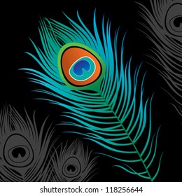 Vector isolated peacock feather