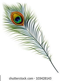 Vector isolated peacock feather. EPS 10
