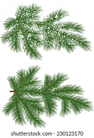 Vector Isolated Pine Branch With Snow