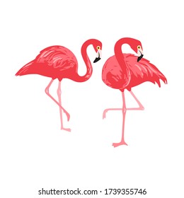 Vector isolated pink flamingos pair. Hand Drawn illustration