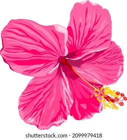 Vector of isolated pink hibiscus flower