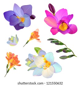 Vector isolated pink, white and blue freesia flowers and branches for your design