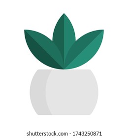 Vector isolated plants in pot on white background, plant pot, illustration