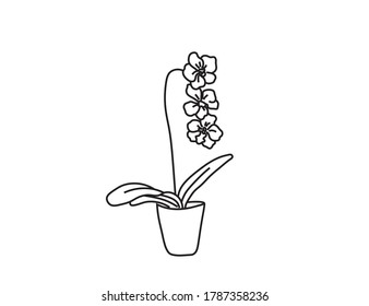 Vector isolated pot plant sketch drawing. Orchid in the pot simple outline contour doodle sketch.