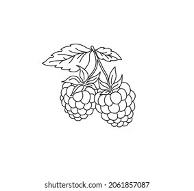 Vector isolated raspberry berries branch contour line drawing. Colorless black and white two raspberry berry colorling page