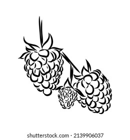Vector isolated raspberry berries branch contour line drawing. Colorless black and white two raspberry berry colorling page